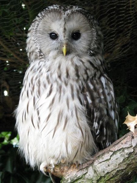 Adopt a large owl from the World Owl Trust