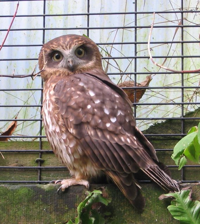 Animal Zone at Rodbaston - The World Owl Trust - Cumbria