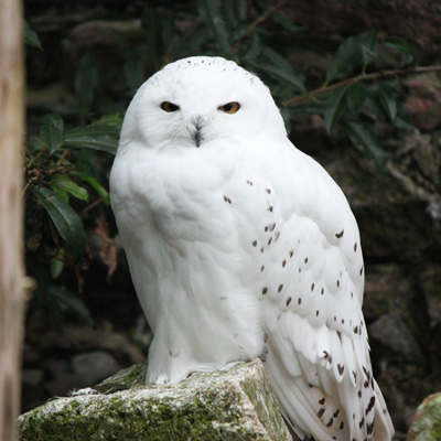 Home - The World Owl Trust - Cumbria