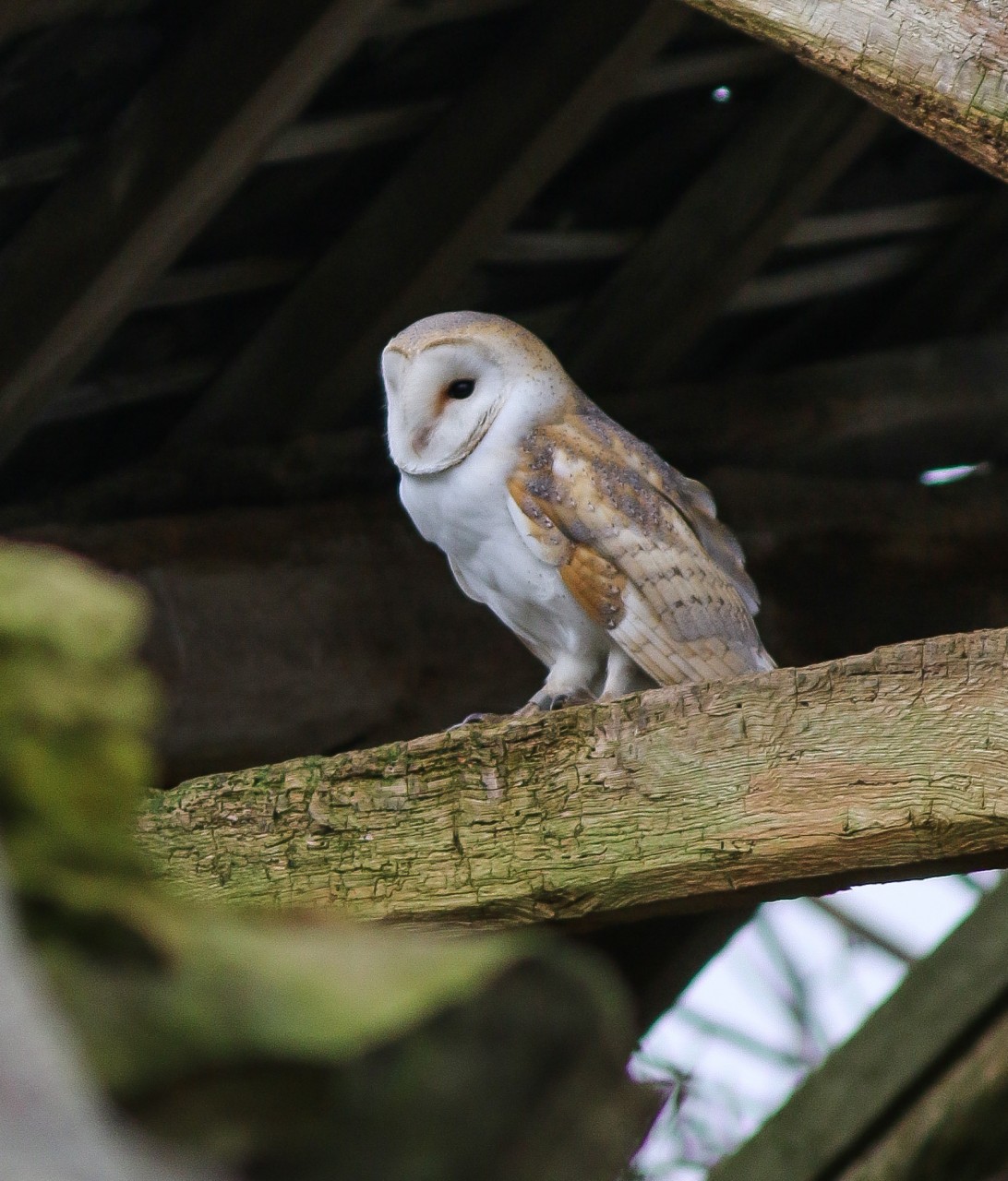 Barn Owls Of South West Cumbria 2003 2008 The World Owl Trust